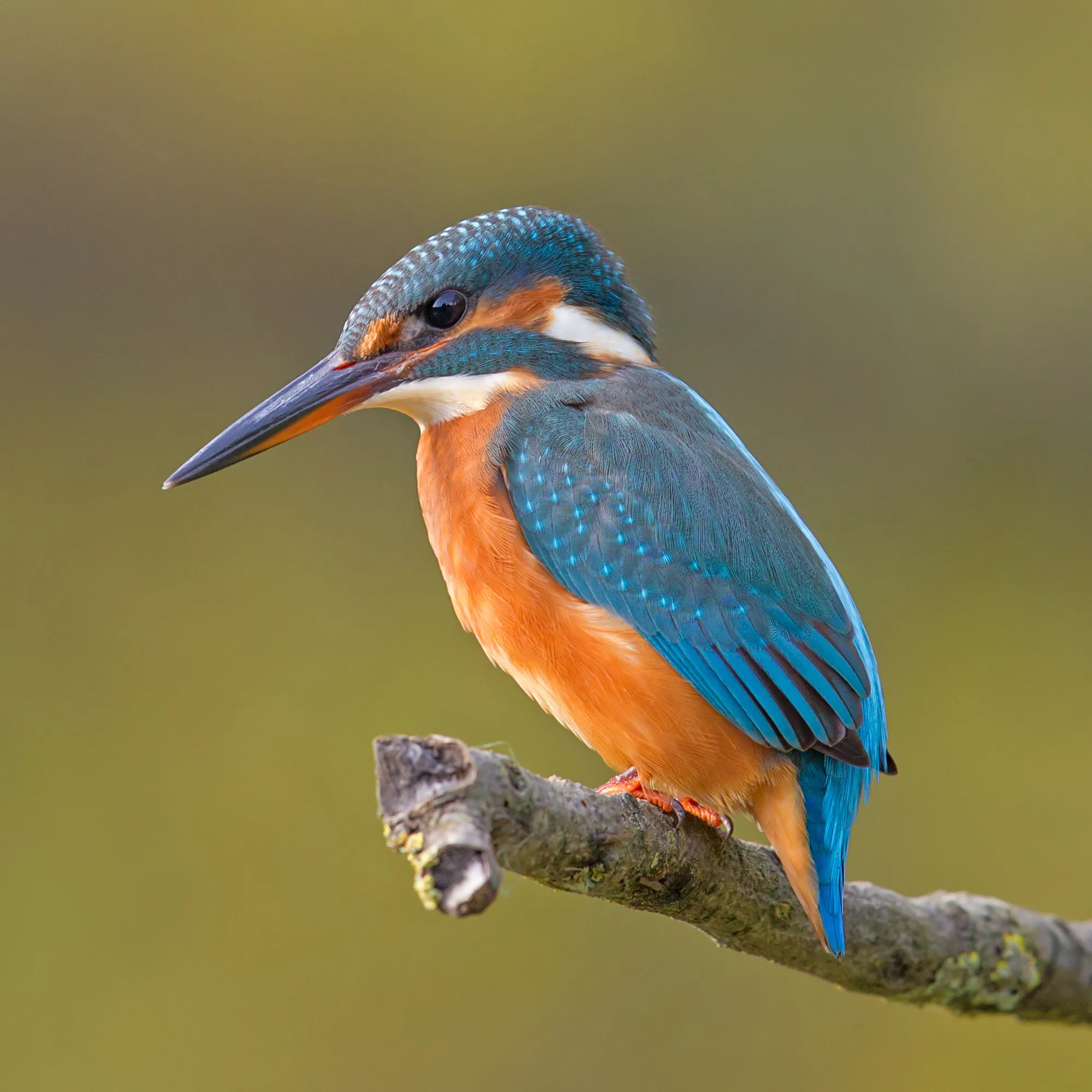 Martín Pescador común (Alcedo atthis) posado en una rama